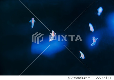 克隆人游泳 克隆人游泳 122764144