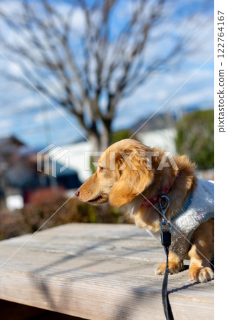 Dachshund taking a walk in the park Dachshund taking a walk in the park 122764167