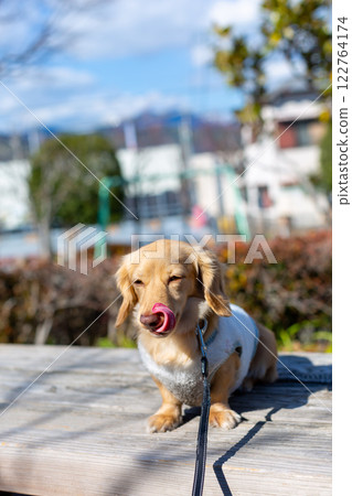 臘腸犬在公園散步 122764174