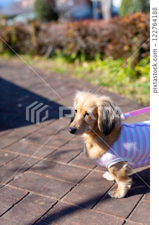 Dachshund taking a walk in the park 122764188