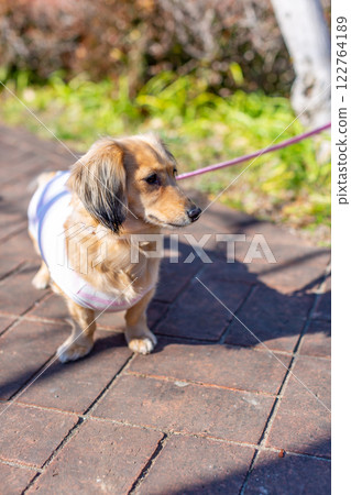 Dachshund taking a walk in the park 122764189