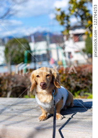 臘腸犬在公園散步 122764253