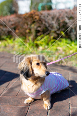 臘腸犬在公園散步 臘腸犬在公園散步 122764254