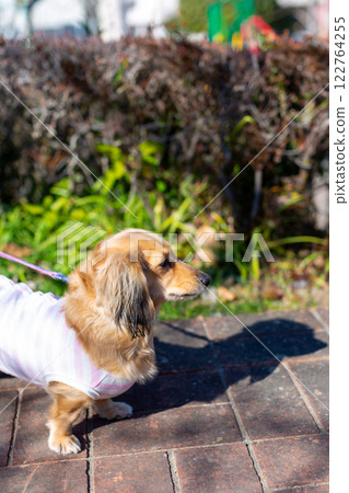 臘腸犬在公園散步 122764255