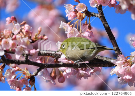 Angyo Sakura and White-eye 122764905