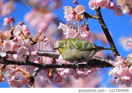 Angyo Sakura and White-eye 122764906