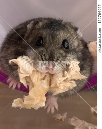 Hamster carrying wood chips Hamster carrying wood chips 122764925