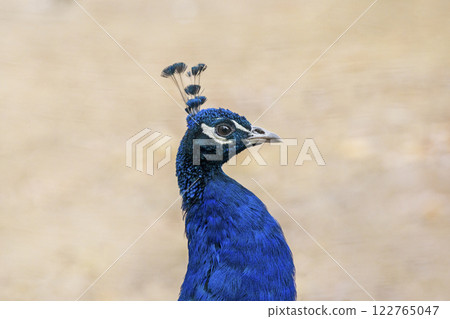 portrait of a blue peacock against the backdrop of an autumn garden 122765047
