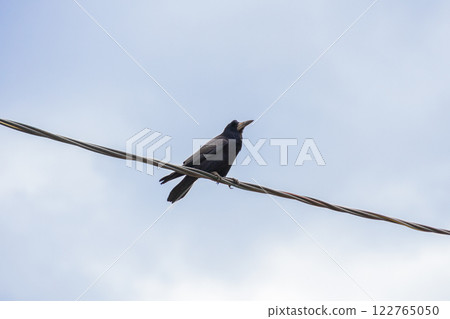 A black raven sits on a wire against a blue sky. Raven on an isolated background 122765050