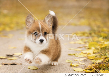 Red welsh corgi pembroke puppy runs in a golden autumn park with fallen leaves 122765055