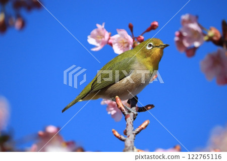 繡眼櫻和安格櫻 122765116