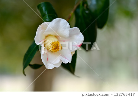 White camellia White camellia 122765417