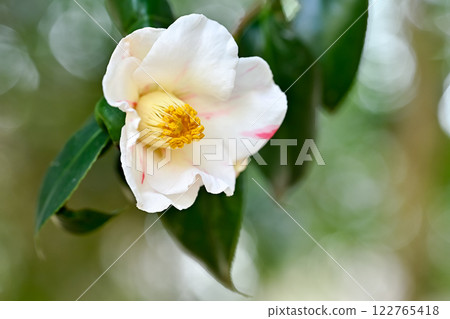 白色山茶花 122765418