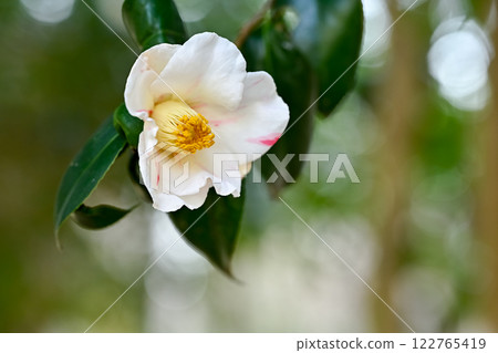 白色山茶花 白色山茶花 122765419