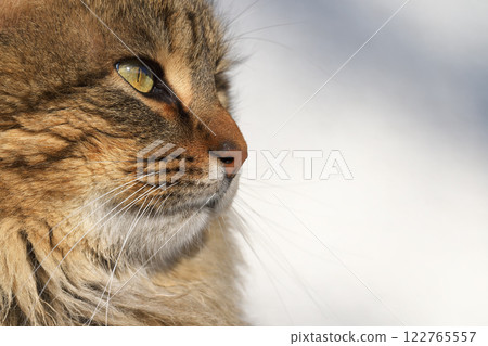Domestic cat. Domestic cat. 122765557
