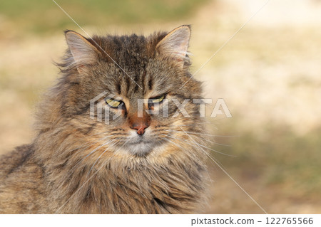 Domestic cat. 122765566