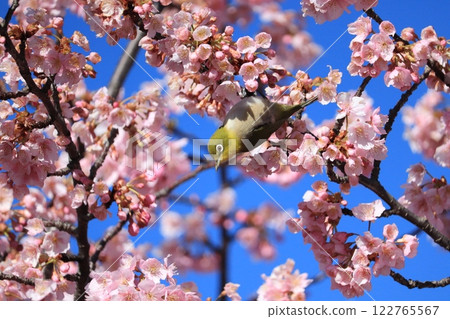 White-eye and Angyo Sakura 122765567