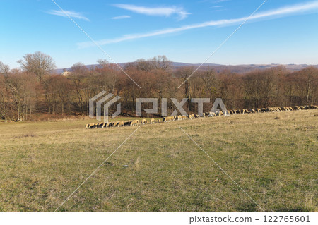 Sheep grazing. Sheep grazing. 122765601