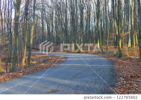 Forest road. Forest road. 122765602