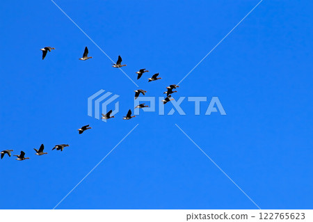 Flock of birds flying in formation. Flock of birds flying in formation. 122765623