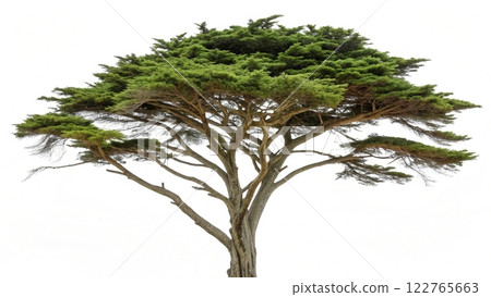 tree isolated on white background 122765663