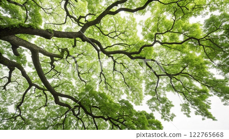 green moss on tree 122765668