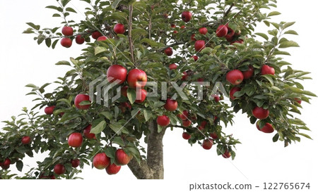 red apples on a tree red apples on a tree 122765674