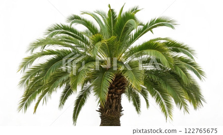 palm tree isolated on white background palm tree isolated on white background 122765675