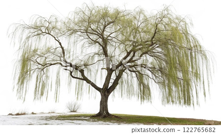 big tree on the beach 122765682