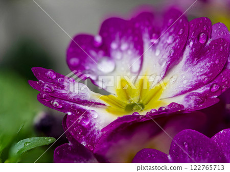 粉紅色的花朵被雨淋濕了 粉紅色的花朵被雨淋濕了 122765713