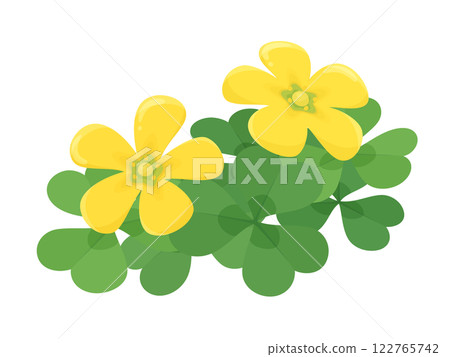 Illustration of two oxalis flowers blooming 122765742