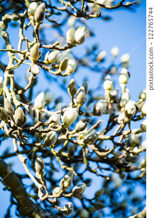 White magnolia buds beginning to open under a bright blue sky at Kew Gardens on the outskirts of London White magnolia buds beginning to open under a bright blue sky at Kew Gardens on the outskirts of London 122765744