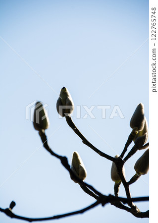 White magnolia buds beginning to open under a bright blue sky at Kew Gardens on the outskirts of London 122765748