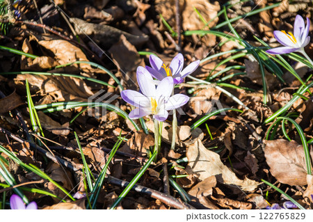 倫敦郊區的邱園，淡紫色的番紅花在初春明媚的陽光下盛開 122765829