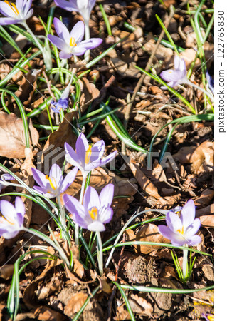 倫敦郊區的邱園，淡紫色的番紅花在初春明媚的陽光下盛開 122765830