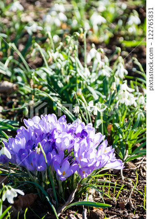 倫敦郊區的邱園裡，雪花蓮和番紅花的小白花在明媚的陽光下綻放 122765831