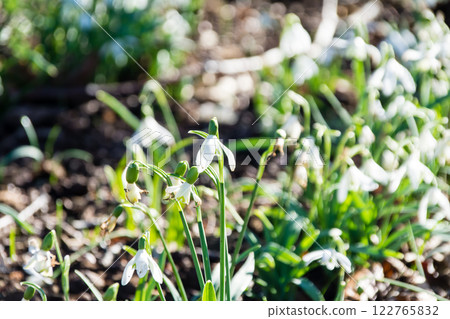 Small white snowdrop flowers under bright sunlight at Kew Gardens on the outskirts of London Small white snowdrop flowers under bright sunlight at Kew Gardens on the outskirts of London 122765832