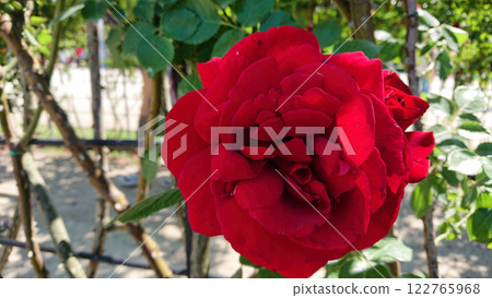Vibrant red rose in full bloom with green leaves Vibrant red rose in full bloom with green leaves 122765968