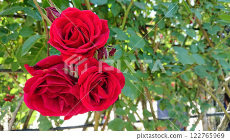 Red roses in full bloom against green foliage Red roses in full bloom against green foliage 122765969