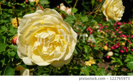Yellow rose in full bloom with colorful background Yellow rose in full bloom with colorful background 122765973
