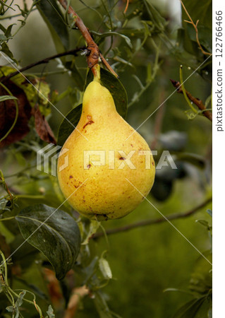Pear hanging on a branch in the garden before the onset of autumn, a natural organic product 122766466