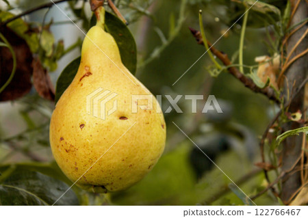 Pear hanging on a branch in the garden before the onset of autumn, a natural organic product 122766467