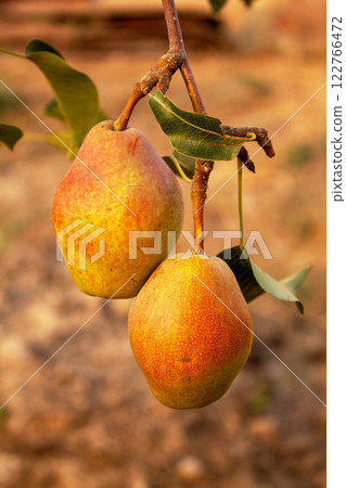 Pears hanging on a branch in the garden before the onset of autumn, a natural organic product Pears hanging on a branch in the garden before the onset of autumn, a natural organic product 122766472
