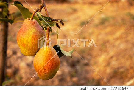 Pears hanging on a branch in the garden before the onset of autumn, a natural organic product 122766473