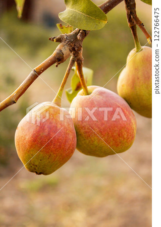 Pears hanging on a branch in the garden before the onset of autumn, a natural organic product 122766475