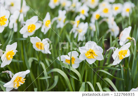 White Narcissus flowers with yellow central petals grow in a garden 122766935