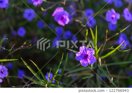 Bright purple flowers are on blurred dark green meadow background 122766943