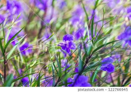 Wild purple flowers on a sunny summer day. Ruellia 122766945