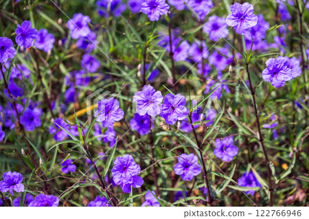 Bright purple flowers grow on a summer meadow. Ruellia 122766946