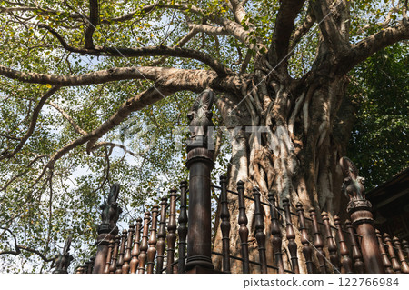 An old tree grows at the Gangaramaya Temple garden. Colombo, Sri Lanka An old tree grows at the Gangaramaya Temple garden. Colombo, Sri Lanka 122766984